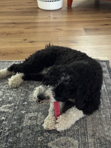 Customer's happy, black and white dog lying on a rug while enjoying a Long-Lasting Yak Chew.