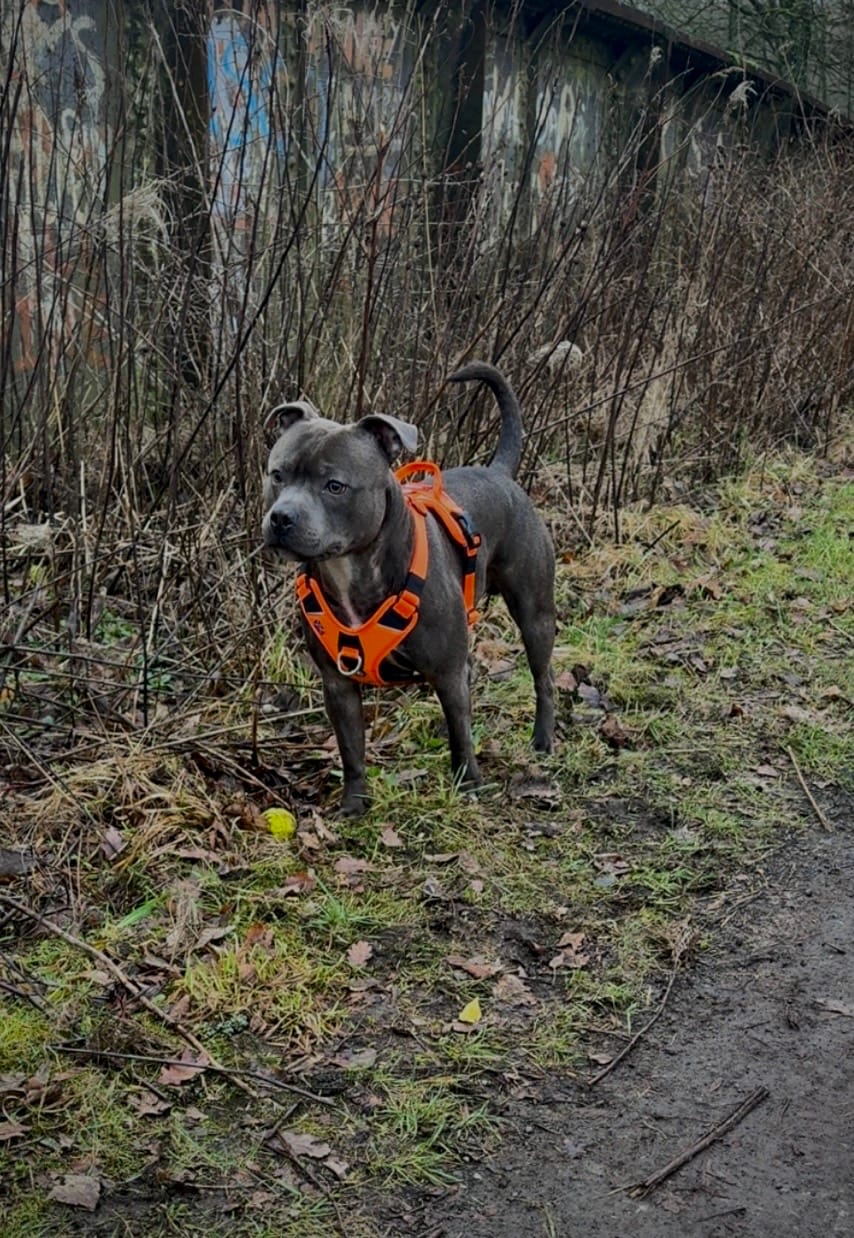 Customer photo review of Anti Pull Hurricane Harness Lighter | With Handle - Orange