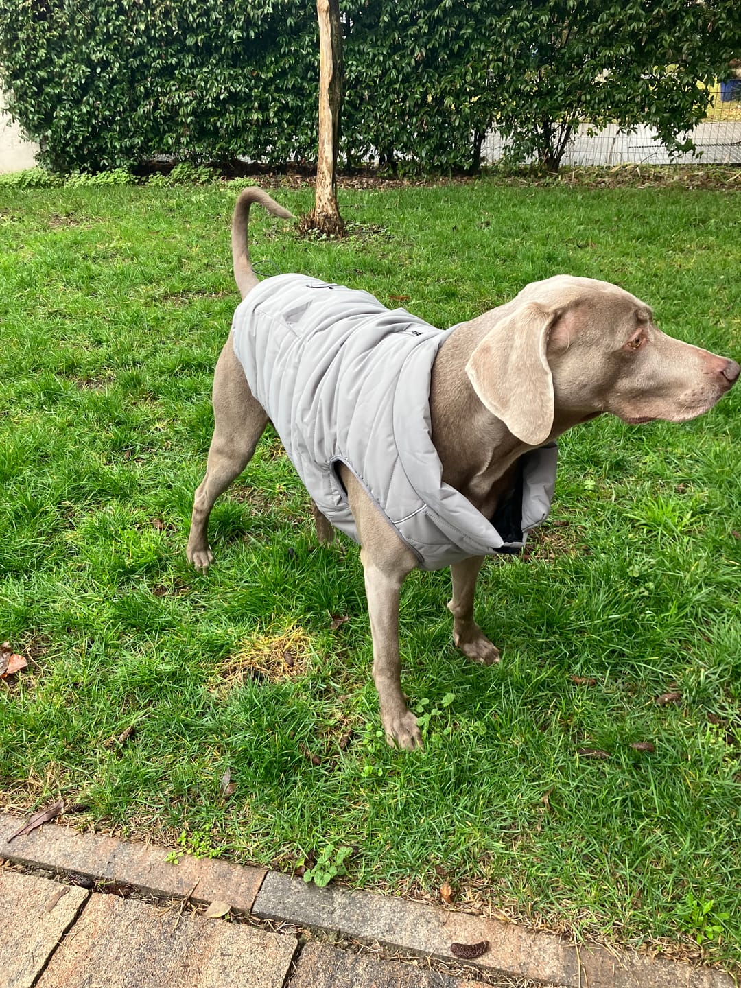 Customer photo review of WarmShield Water-Resistant Jacket - Grey