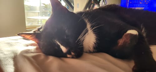 Customer photo review of 6x Blisso Advanced Cat Probiotic