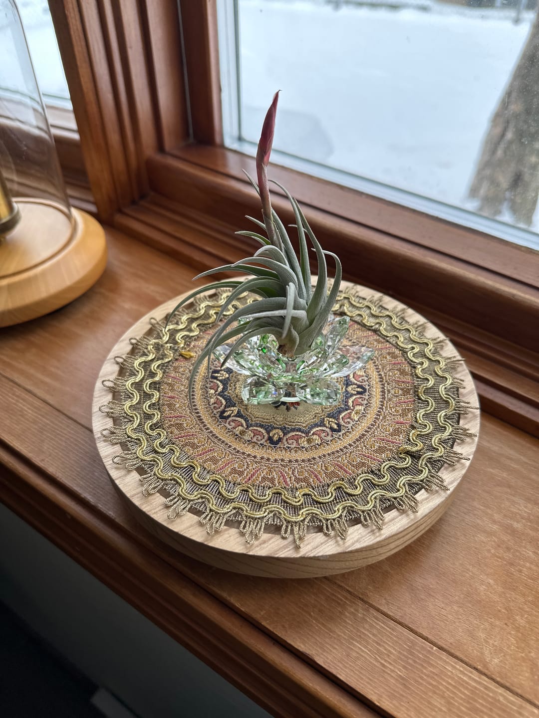 Customer photo review of Bermejoensis  (BEAUTIFUL Flower When In Bloom)