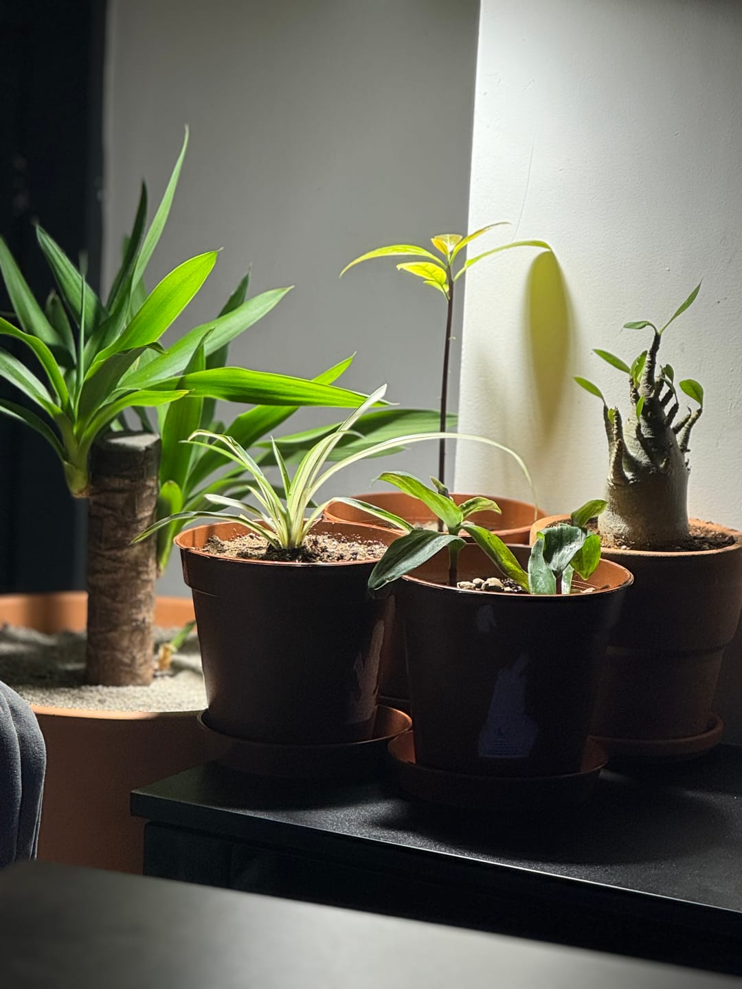 Customer photo review of Pianta Grow Light and Enna Plug-in Ceiling Pendant Bundle