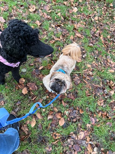 Customer photo review of Handsfree Lead - Walkies Ready® Cornflower Blue