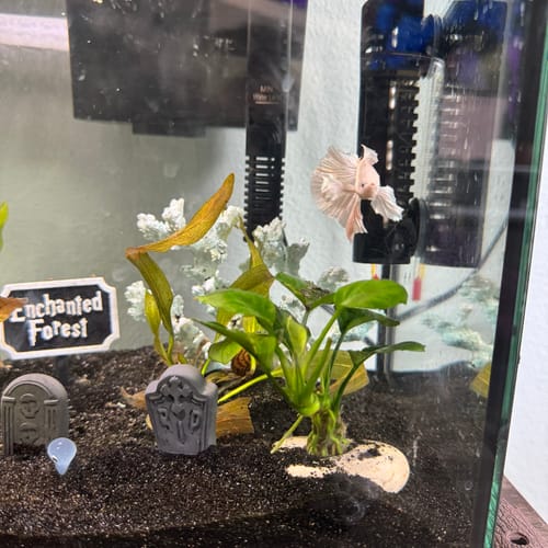 Customer photo review of Super White Dumbo Ear Halfmoon Male Betta Fish