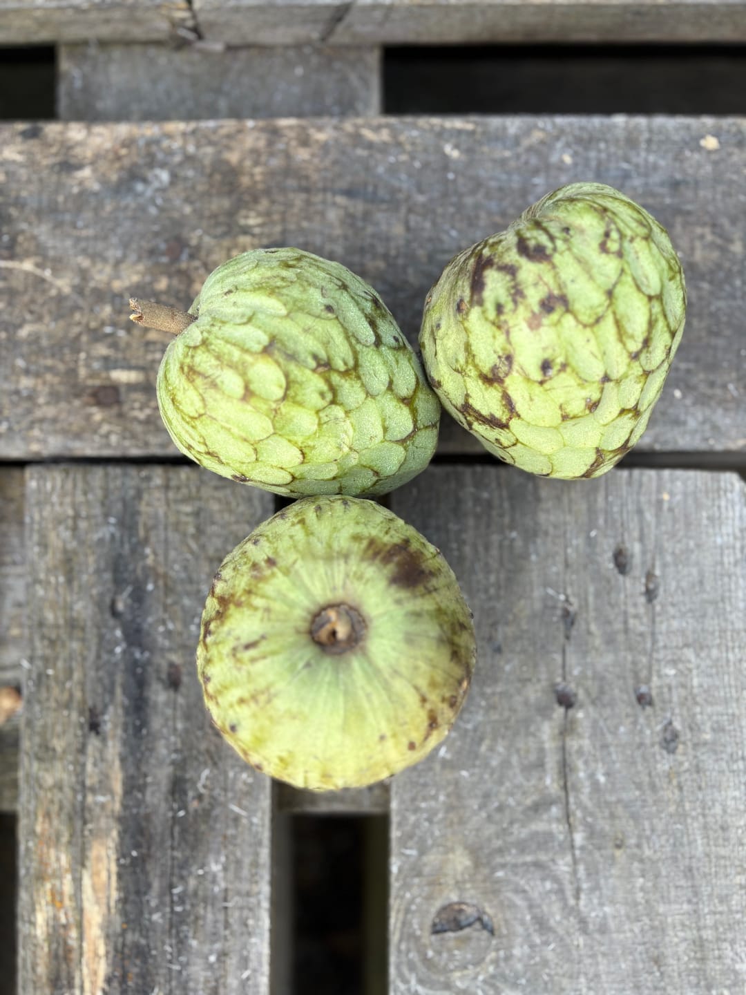 Customer photo review of Cherimoya "Campas" von Julian Aktionswoche