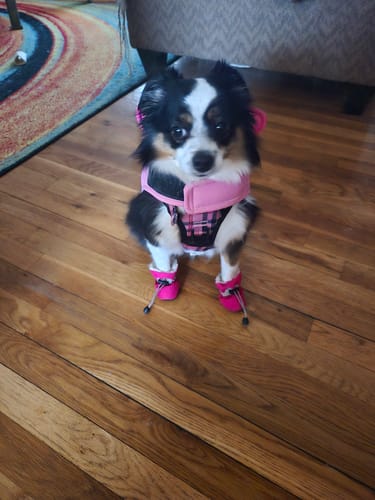 A customer's dog in a pink harness sits on the floor with one of the Long-Lasting Yak Chews nearby.