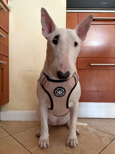 Customer photo review of Premium Comfort Herringbone Harness | Non Restrictive - Elegant Cream