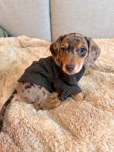 Customer photo review of Chocolate | The Capsule Cable Knit