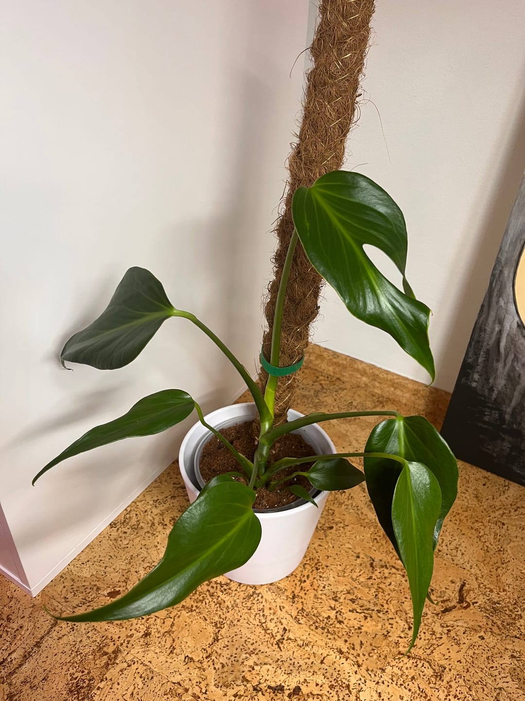 Customer photo review of MONSTERA BURLE MARX FLAME