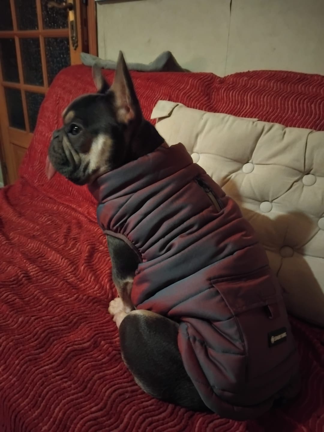 Customer photo review of WarmShield Water-Resistant Jacket - Cosmic