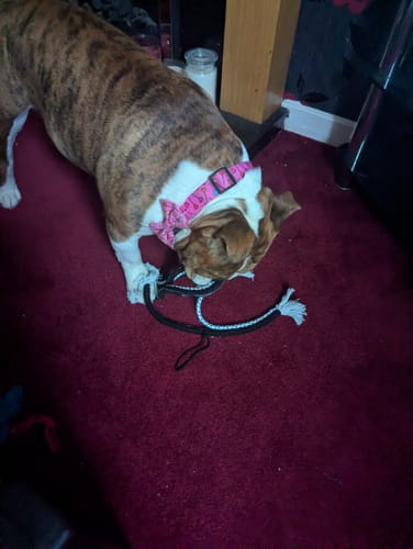 Customer photo review of Collar - Candypop