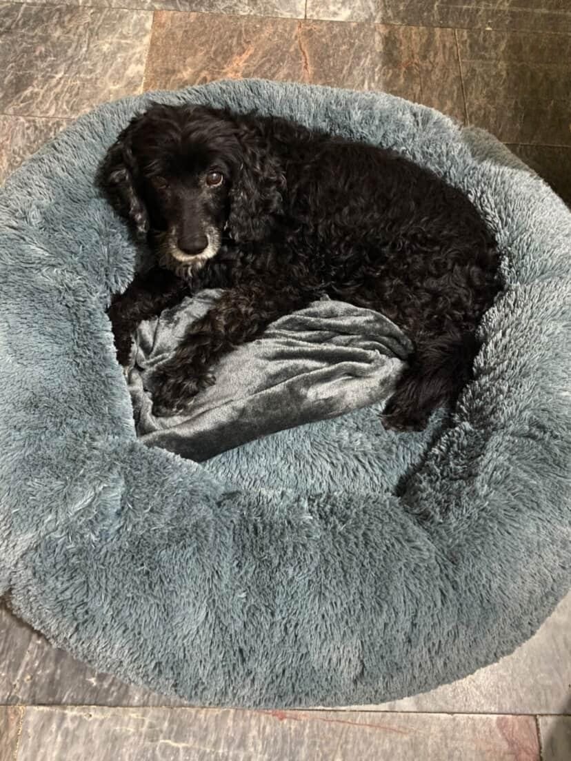 Customer photo review of Manta Relajante para Mascotas