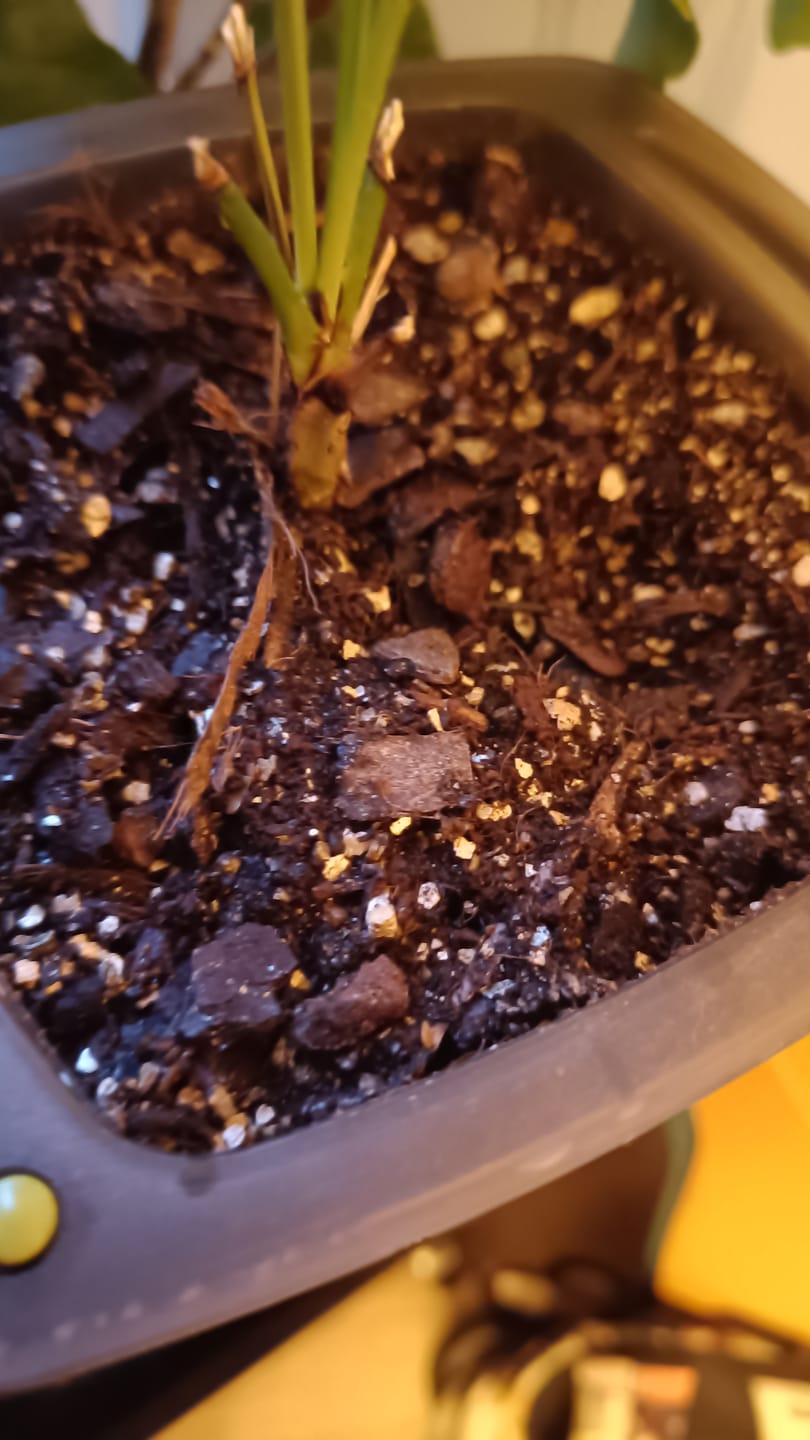 Customer photo review of Alocasia Mix