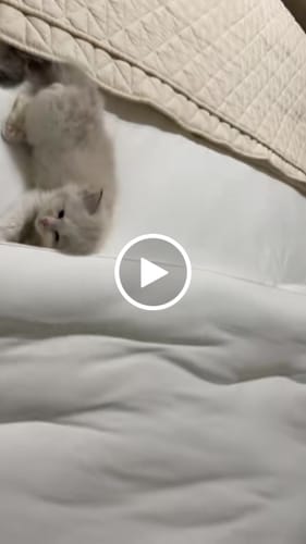 Customer video review of MarshMellow Comforter