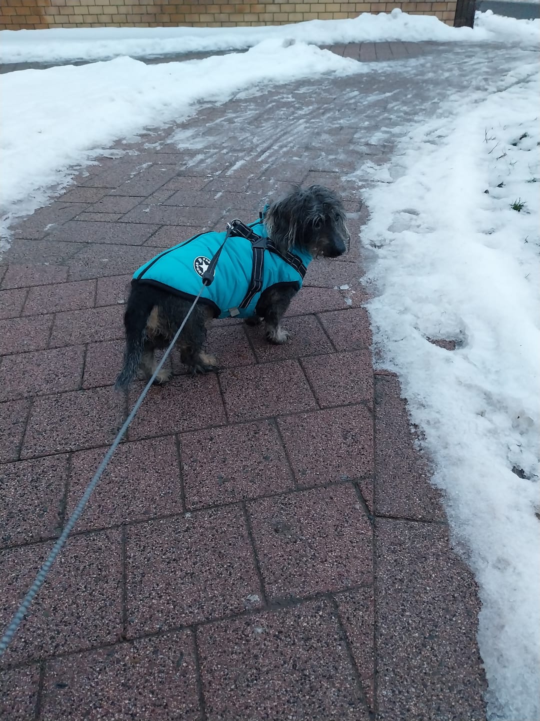 Customer photo review of Emmalove - Wasserdichter Hundemantel Extreme