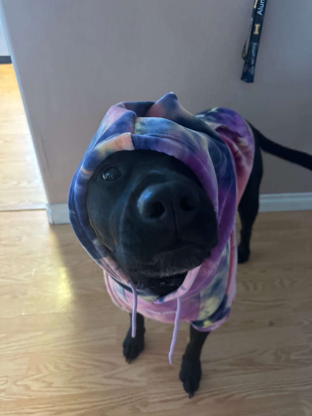 Customer photo review of Velvet Human Hoodie - Berry Lemonade