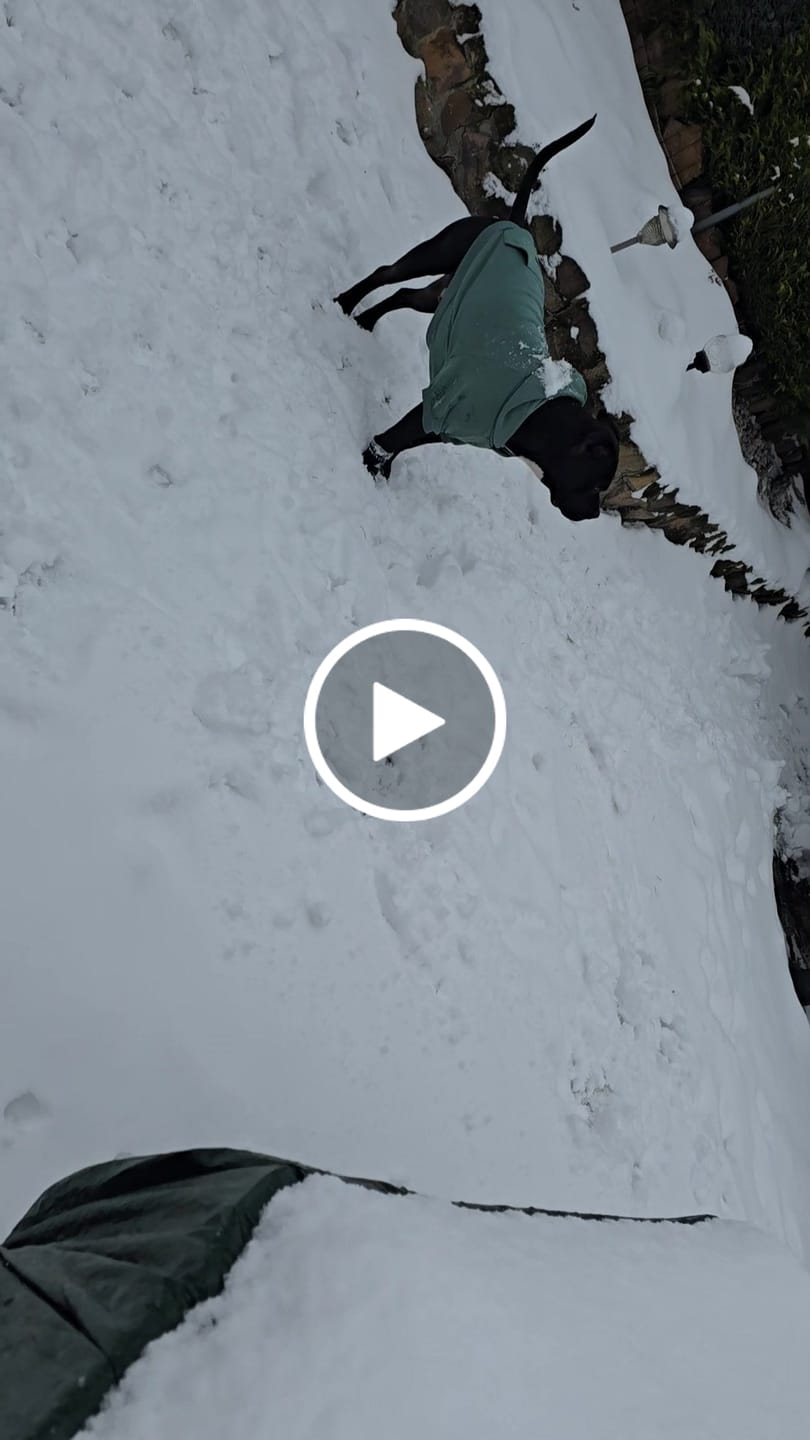 Customer video review of Essential Dog Hoodies