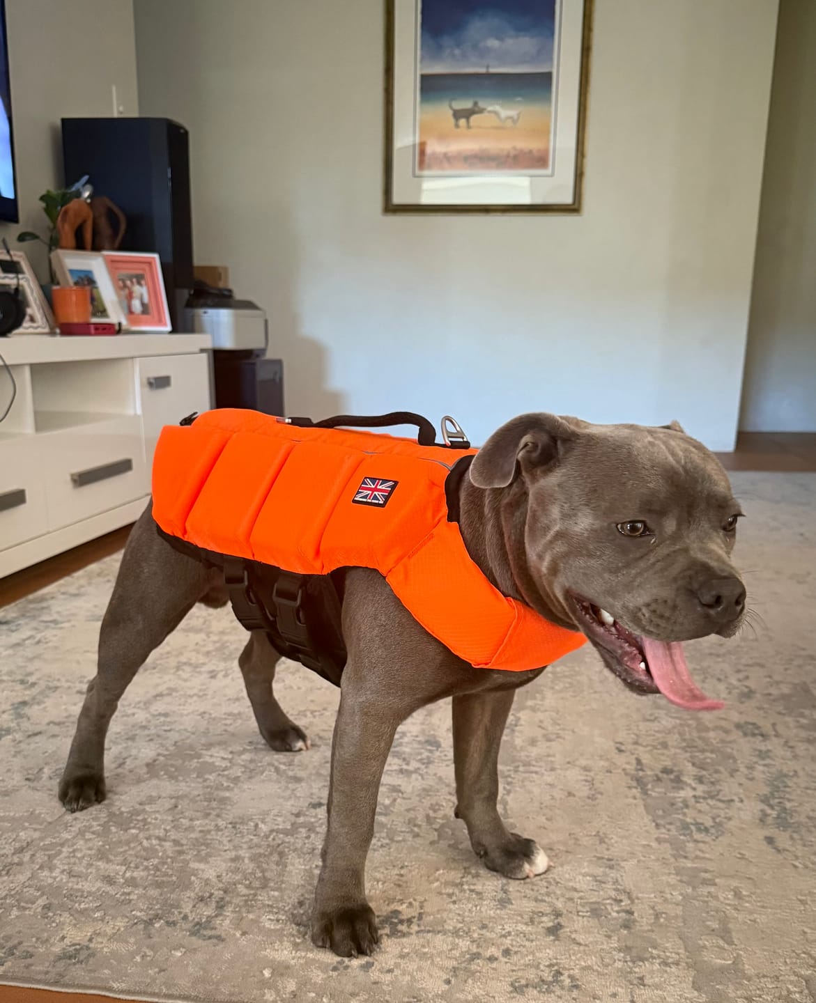 Customer photo review of Staffordshire Bull Terrier 1935® Life Jacket - Neon Orange