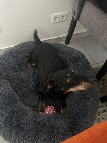 Customer photo review of Puppery Hundebett Wolke 7 - Das Original