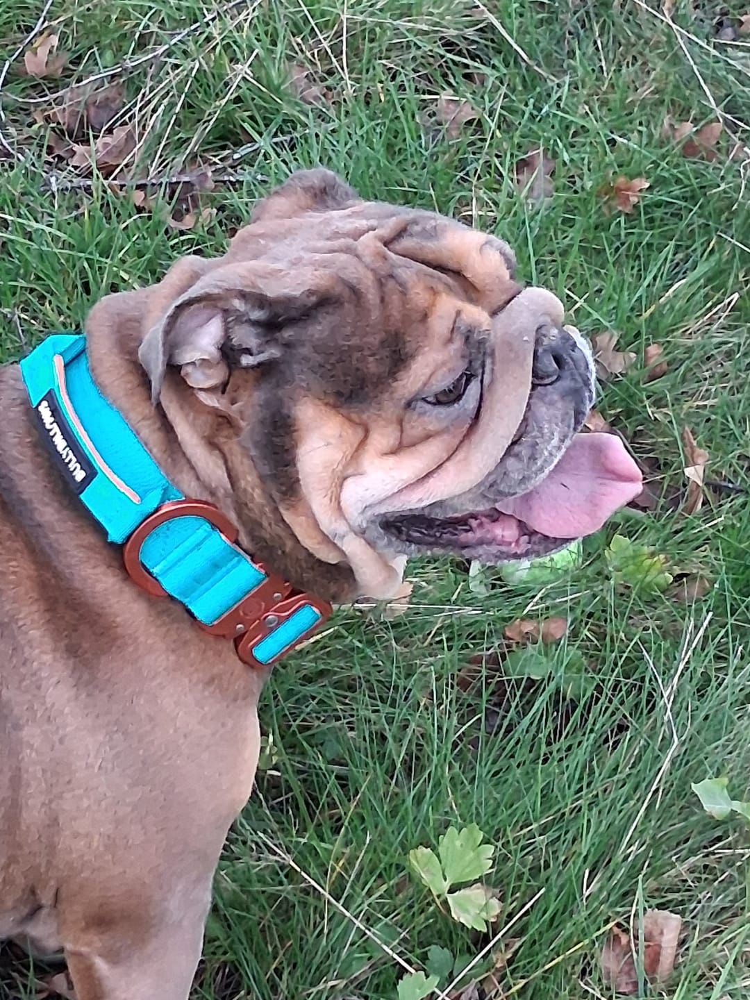 Customer photo review of 1.4m Lighter Swivel Combat Lead | Anti-Tangle & Secure Clip - Turquoise x Orange