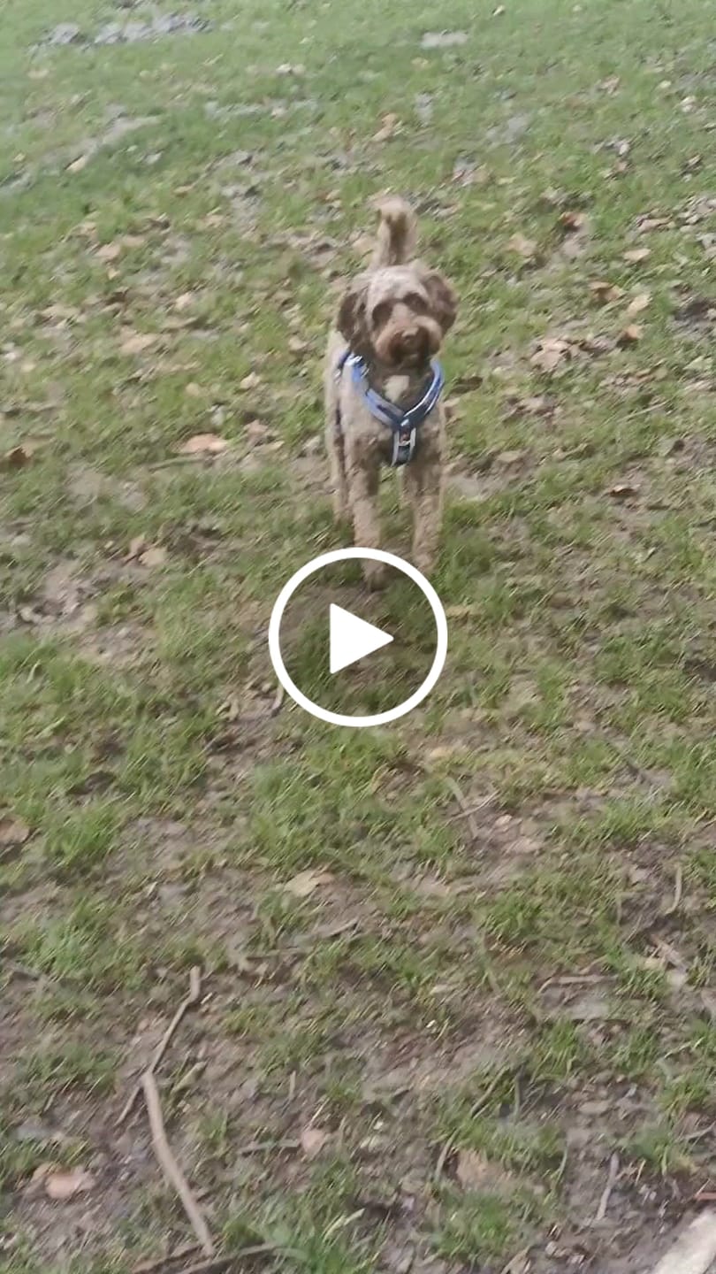 Customer video review of Apex® Harness