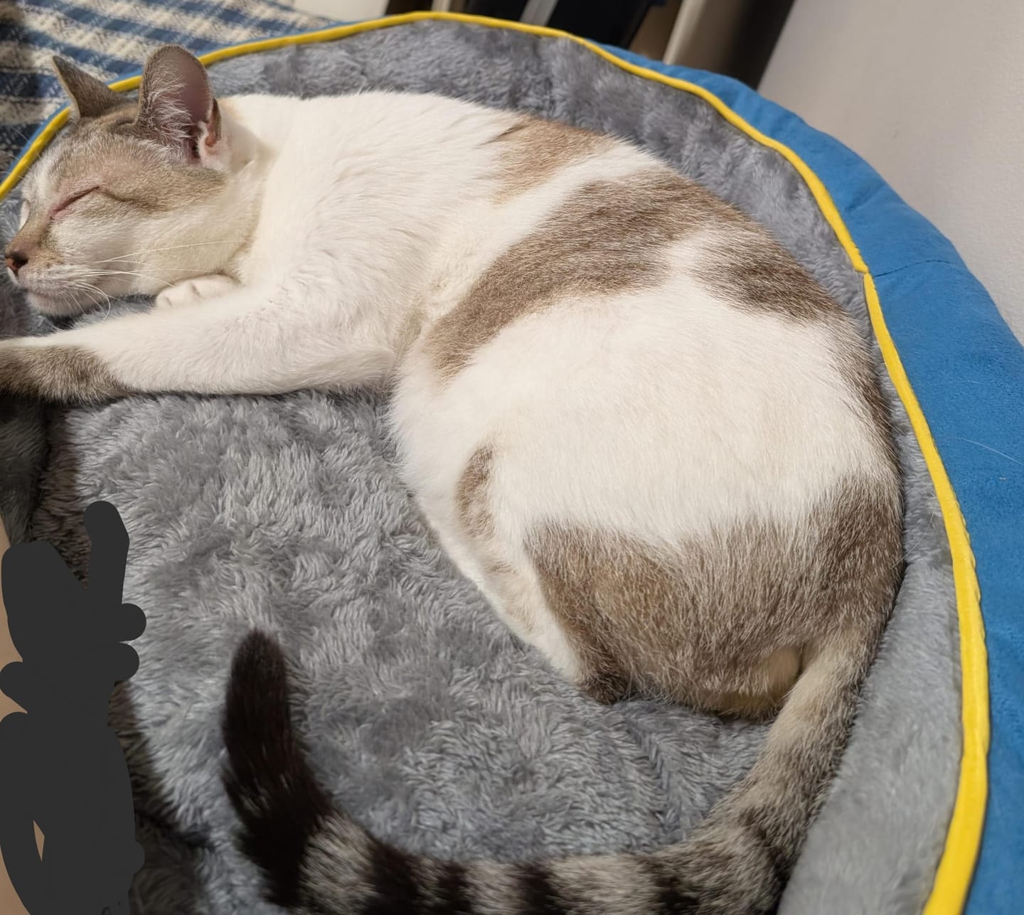 Customer photo review of Electric Pet Heater Bed Thermal Protection