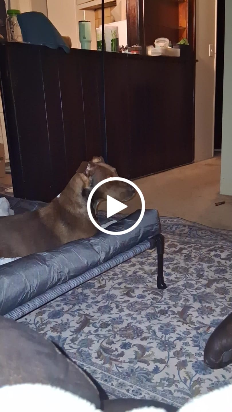 Customer video review of KING KALM 600mg CBD with Copaiba, Krill Oil and DHA for Dogs & Cats