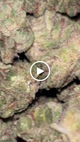 Customer video review of White Gelato Littles - Bulk Littles - Indica