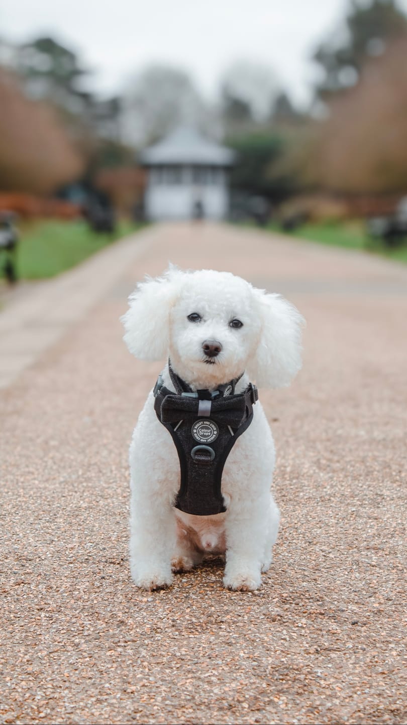 Customer photo review of Trail & Glow Tweed Dog Harness - Colour Drops - Charcoal Tweed