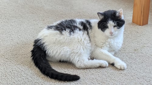 Customer photo review of 2x Blisso Advanced Cat Probiotic | Cat Probiotic for Diarrhea & Kidney Support