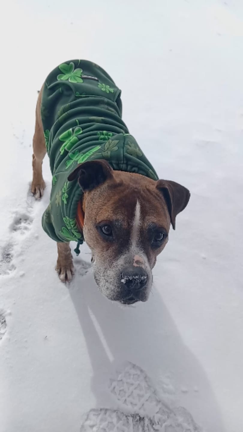 Customer photo review of St. Paddy's Dog Hoodie - Dark Green (Limited Edition)