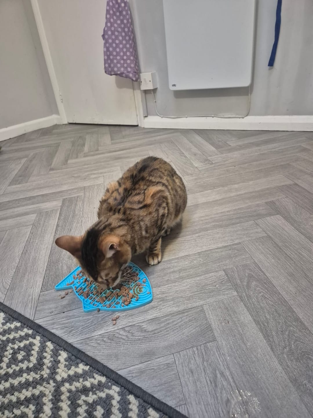 Customer photo review of Norwegian Salmon Oil For Dogs & Cats
