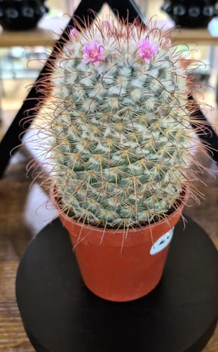 Customer's Mammillaria hybrid cactus in a small pot, with two pink flowers blooming on top.