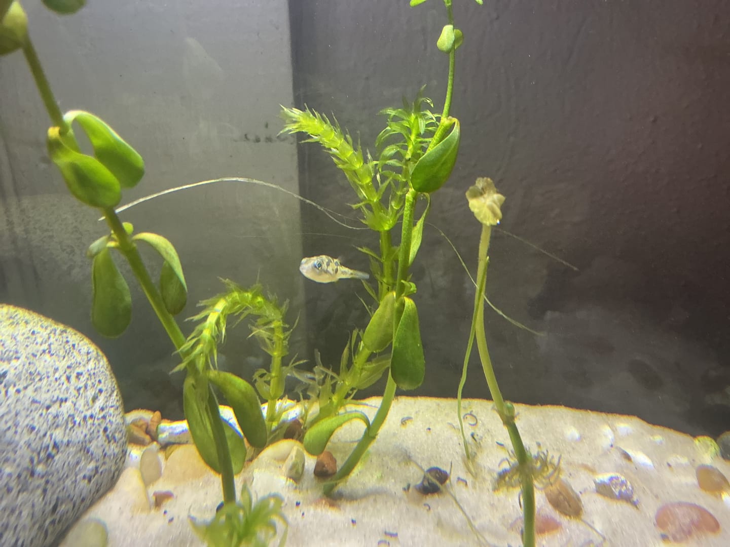 Customer photo review of Dwarf Pea Puffer (Carinotetraodon travancoricus), Tank-Bred