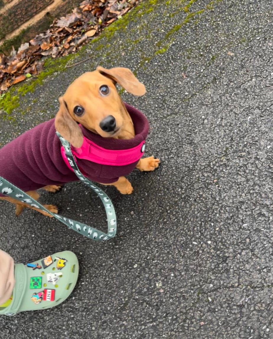 Customer photo review of Boomerang Harness - XS-M Breeds - Carminerose