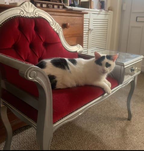 Customer photo review of 1 Month Supply – 1 Cat