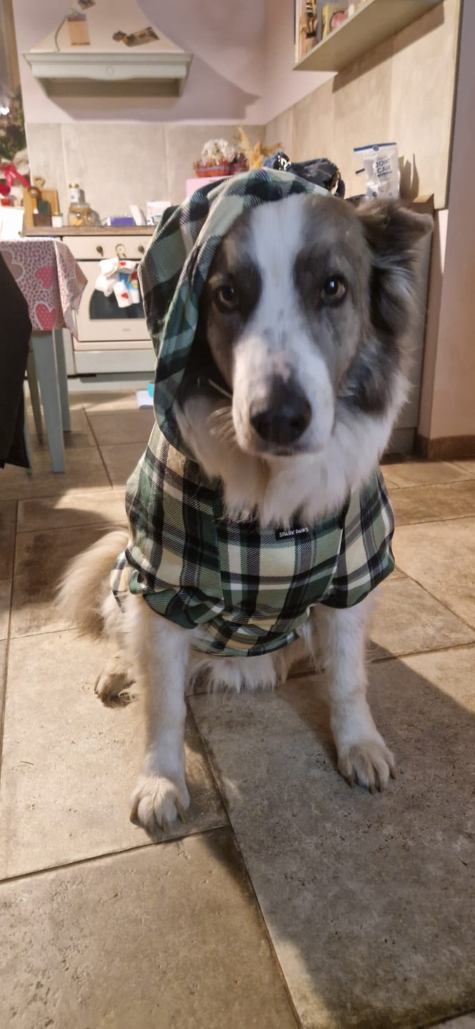 Customer photo review of Green Plaid Dog Hoodie