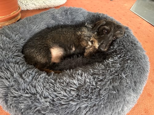 Customer photo review of Puppery Hundebett Wolke 7 - Das Original