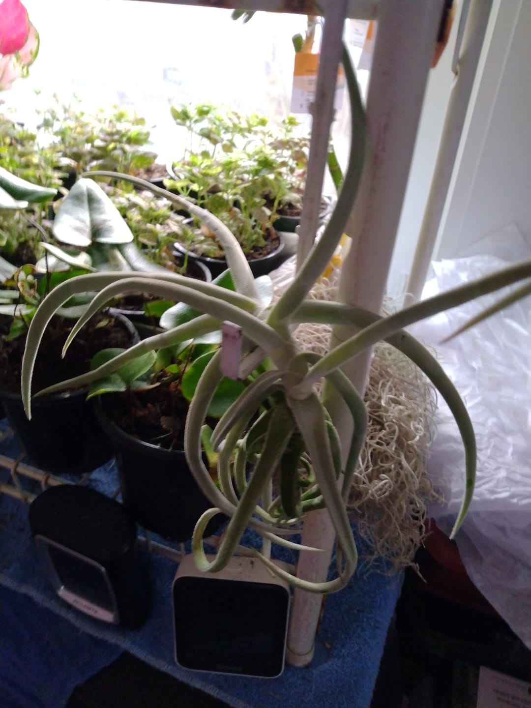 Customer photo review of Duratii Thick Leaf Giant Form  SALE!!!