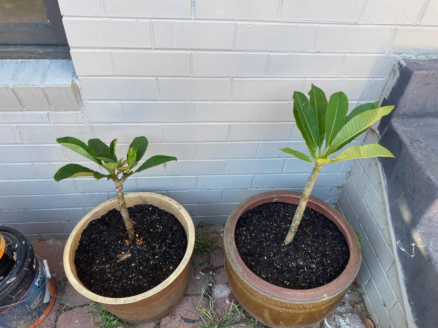 Customer photo review of Frangipani (Plumeria Rubra) - Cuttings & Bare-rooted