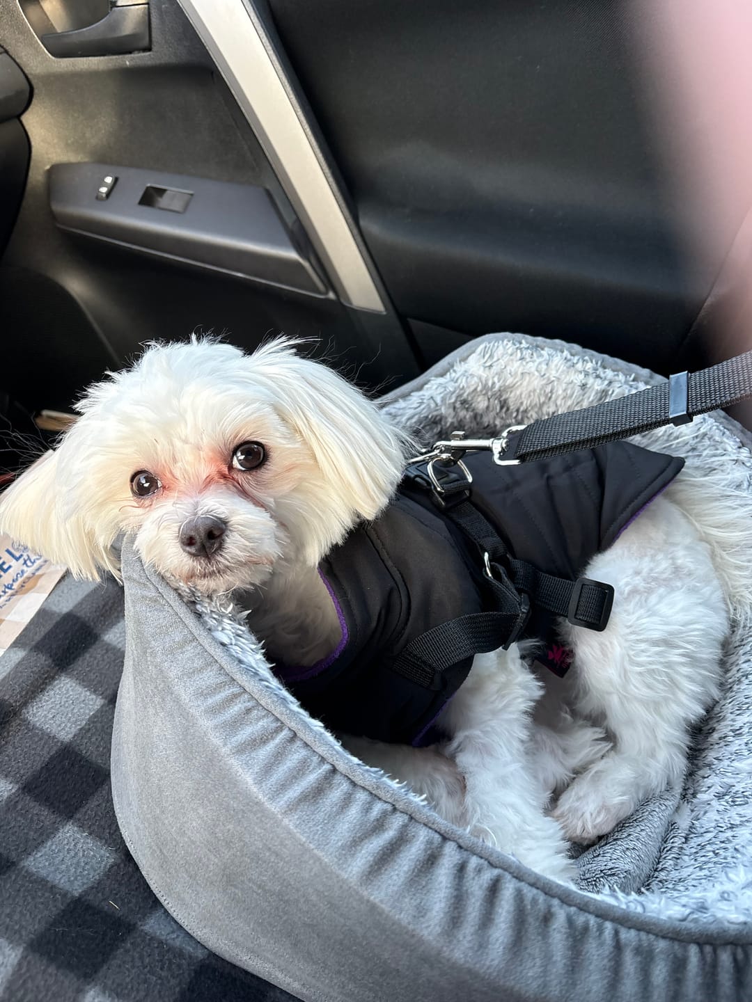 Customer photo review of 2 Pack Headrest Car Dog Safety Seatbelt