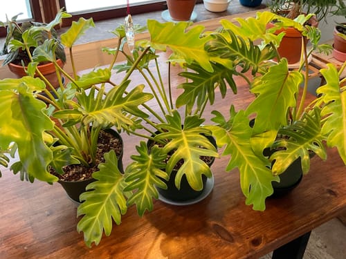 Customer's three healthy Philodendron Golden Xanadu plants with lush, golden leaves sitting on a wooden table.
