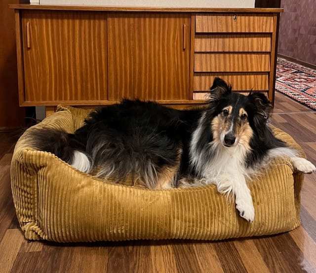 Customer photo review of Snozy koiranpeti - Vakosametti