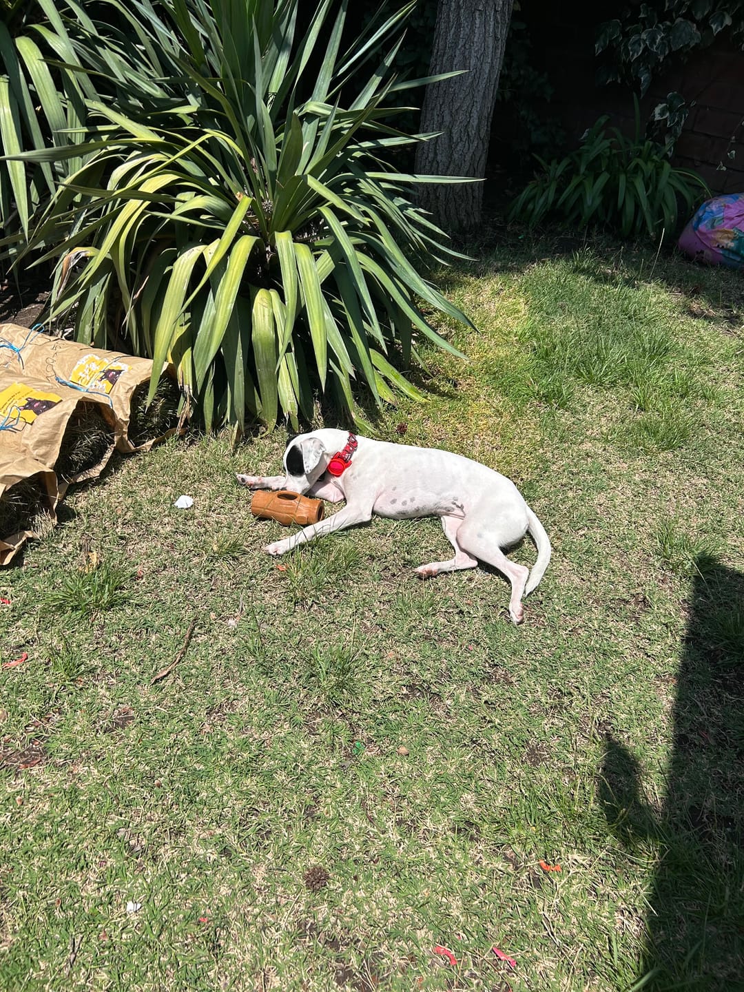 Customer photo review of Tronco Mágico THE DOGS — Calma con Snacks Congelados