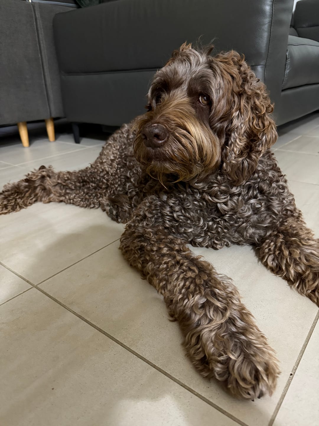 Customer photo review of Bugsy's Air-Dried Kangaroo