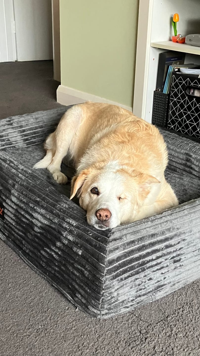 Customer photo review of Orthopaedic Dog Bed – Waterproof & Washable