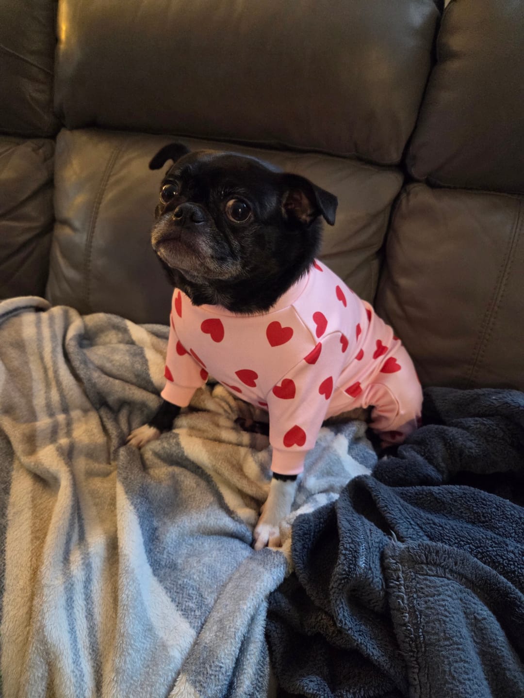 Customer photo review of Dog Pajama - Pink Hearts