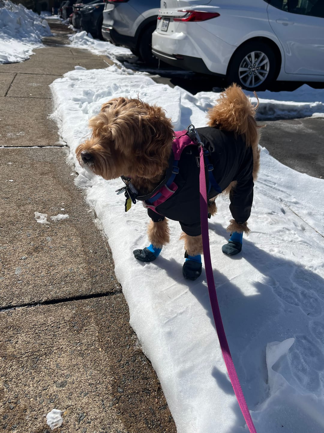 Customer photo review of All Weather Dog Booties - Doccasins - 1 pair