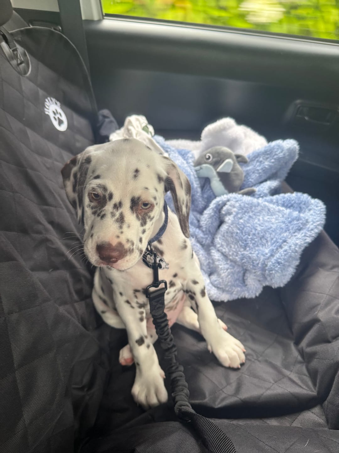Customer photo review of Car Seat Cover