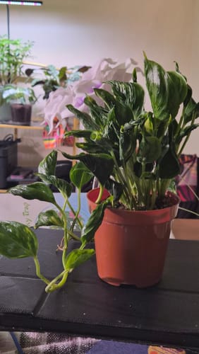 Customer's Pothos Shangri La plant in a brown pot, showing its curled green foliage and a few long vines on a table.